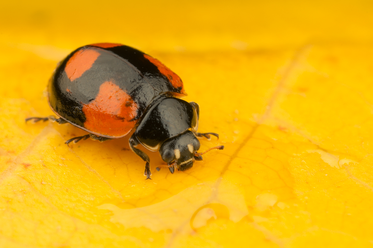 Two Spot Ladybird (Black Form) 1